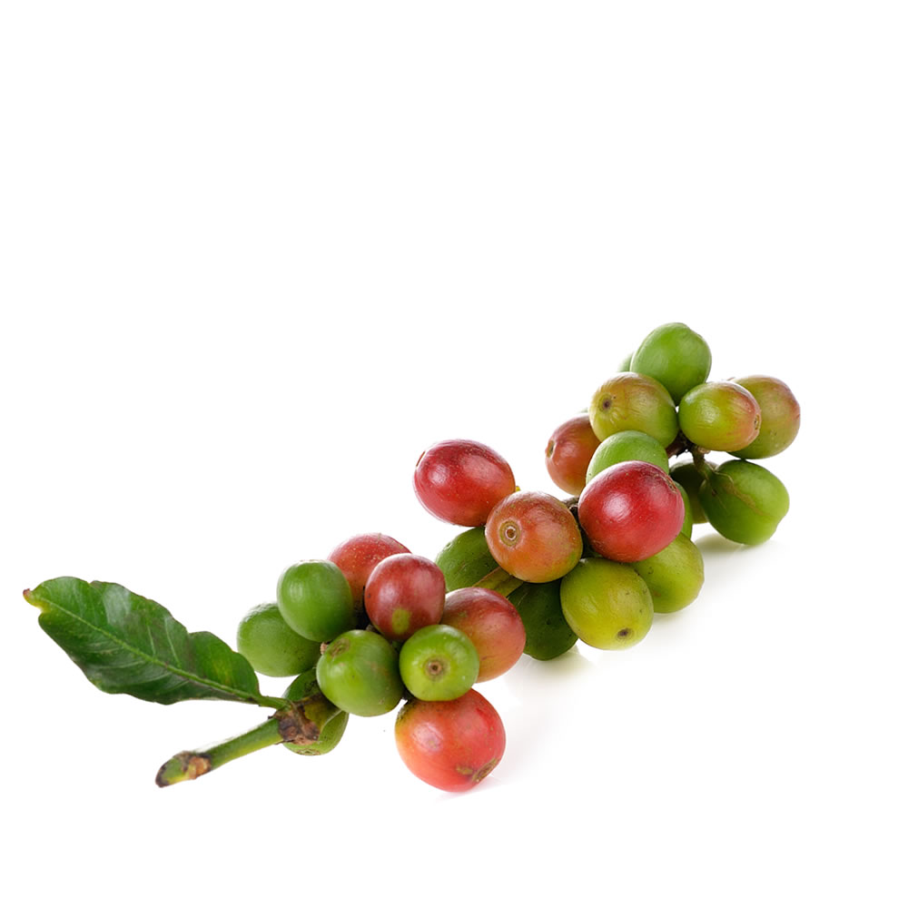 Η διαδικασία παραγωγής του αρχίζει από το χωράφι και το καφεόδενδρο. Ώριμοι καρποί καφέ συλλέγονται με το χέρι και οδηγούνται για τη πρώτη τους επεξεργασία που είναι η πλύση και η ξήρανση.